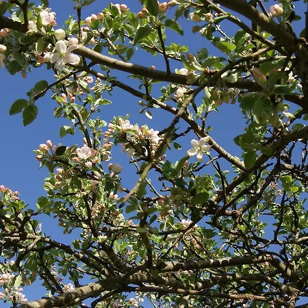 فندق مبيت وإفطار Manoir De La Pataudiere 3*